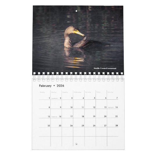 2026 Bird Calendar Kalender (Feb 2026)