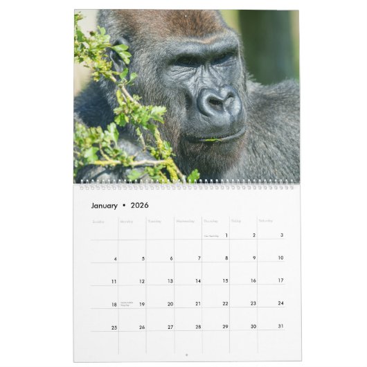 2026 Blackback Gorilla Kalender (Jan 2026)