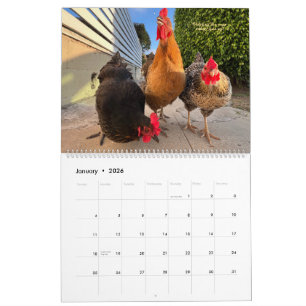 2026 Buurt Kippenkalender - Groot Kalender