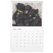2026 Calendar Portuguese Water Dog Kalender (Mar 2026)