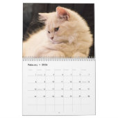 2026 Cute Cat Breeds Photo – for Cat Lovers Kalender (Feb 2026)