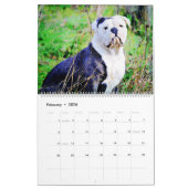 2026 English Bulldog British American Bully Gift Kalender (Feb 2026)