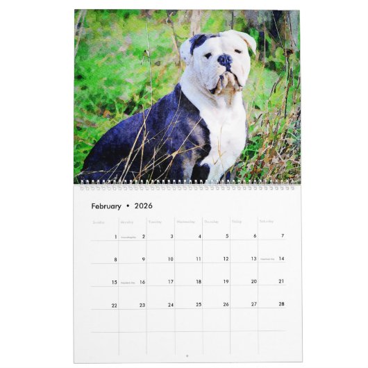2026 English Bulldog British American Bully Gift Kalender (Feb 2026)
