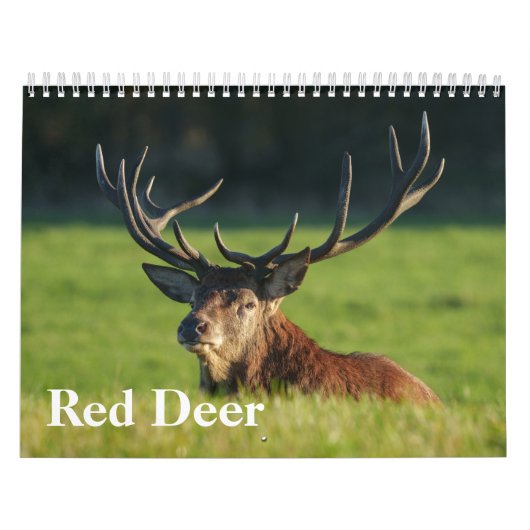 2026 fascinerende rode herten kalender (Hoes)