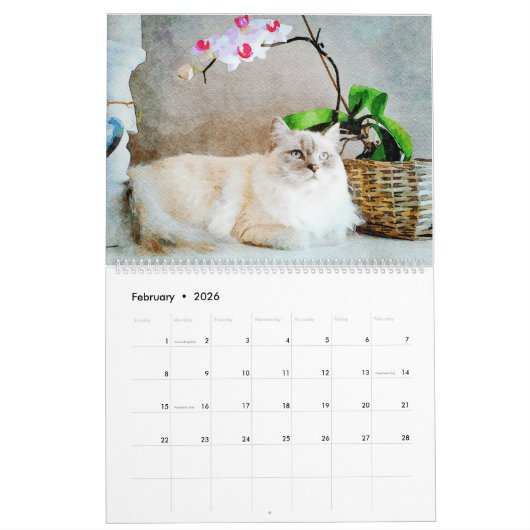 2026 Gorgeous Rag Doll Cat Mam Lover Owner Gift Kalender (Feb 2026)