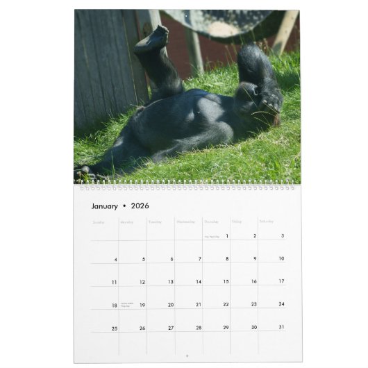 2026 Gorilla Kalender (Jan 2026)