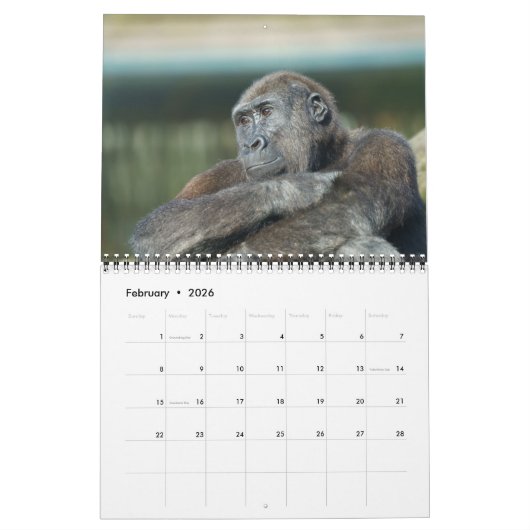 2026 Gorilla Kalender (Feb 2026)