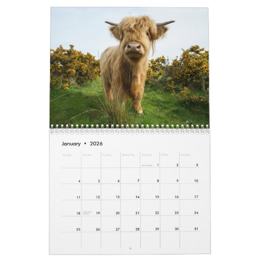 2026 Highland Koeien Kalender (Jan 2026)