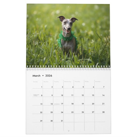 2026 Italian Greyhound Wall Calendar  Kalender (Mar 2026)