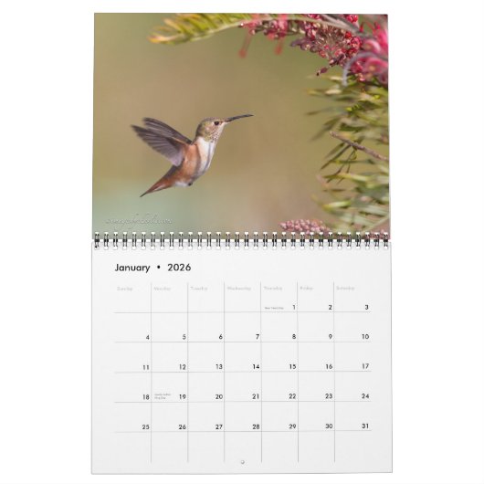 2026 Kolibrie Muurkalender Kalender (Jan 2026)