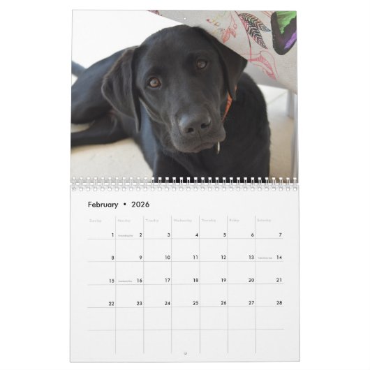 2026 Lovable Labrador Retriever Dog Kalender (Feb 2026)