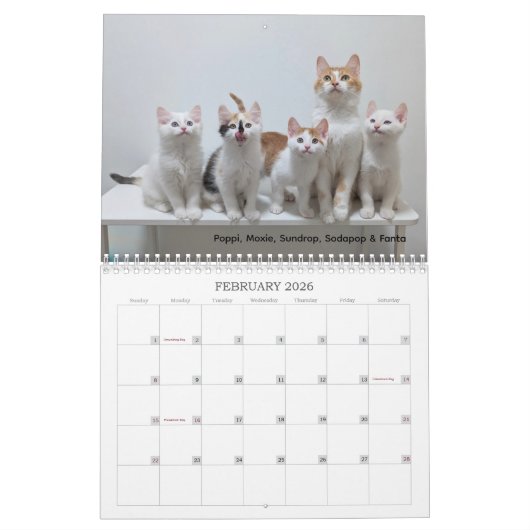 2026 Love & Hisses Calendar - ALL FOSTERS Kalender (Feb 2026)