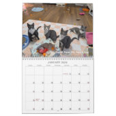 2026 Love & Hisses Calendar - ALL FOSTERS Kalender (Jan 2026)