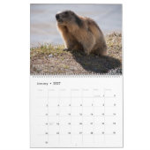 2026 Marmots Kalender (Jan 2027)