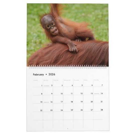 2026 Orangutan Treasures: een jaar van zachte reuz Kalender (Feb 2026)