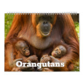 2026 Orangutan Treasures: een jaar van zachte reuz Kalender (Hoes)