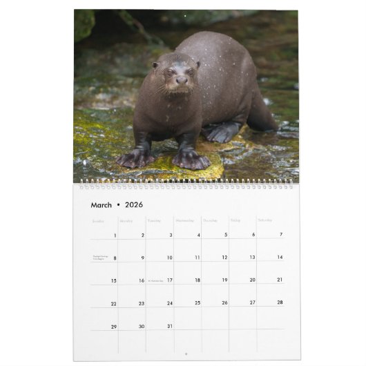 2026 Otters van dichtbij - korte kalender (Mar 2026)