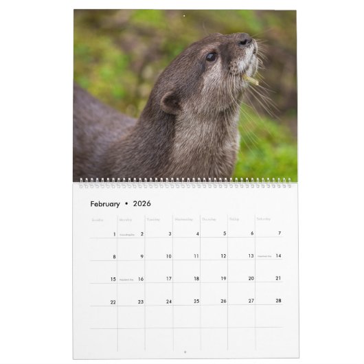 2026 Otters van dichtbij - korte kalender (Feb 2026)