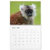 2026 Primaten - Monkeys & Lesser Apes Collectie Kalender (Mar 2026)
