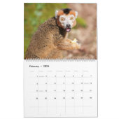2026 Primaten - Monkeys & Lesser Apes Collectie Kalender (Feb 2026)
