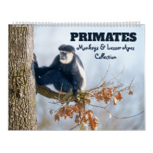 2026 Primaten - Monkeys & Lesser Apes Collectie