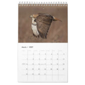 2026 Red-Tailed Hawk Kalender (Mar 2027)