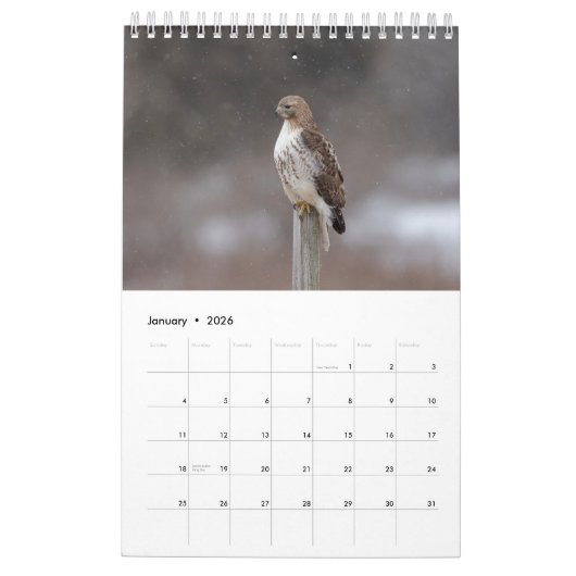 2026 Red-Tailed Hawk Kalender (Jan 2026)