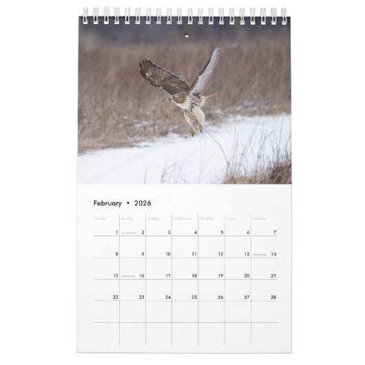 2026 Red-Tailed Hawk Kalender (Feb 2026)
