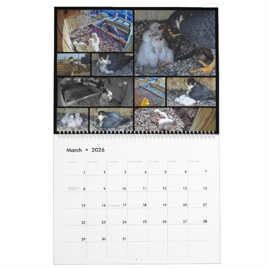 2026 Rfalconcam Calendar Kalender (Mar 2026)