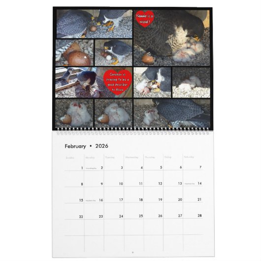 2026 Rfalconcam Calendar Kalender (Feb 2026)