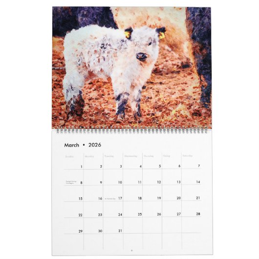 2026 Schattige Galloway Koe Rundvee Aquarel Schild Kalender (Mar 2026)