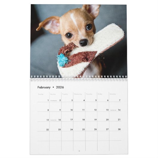 2026 Schattige Puppies Twaalf maanden Hond Kalender (Feb 2026)