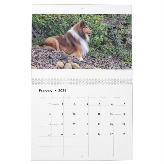 2026 Sheltie Calendar Kalender (Feb 2026)
