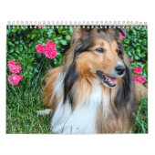 2026 Sheltie Calendar Kalender (Hoes)