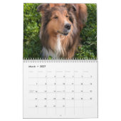 2026 Sheltie Kalender (Mar 2027)