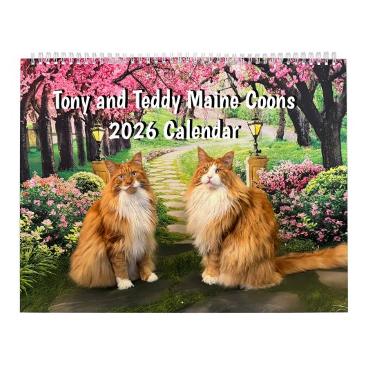 2026 Tony en Teddy Maine Coons Kalender (Hoes)