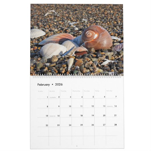 2026 Wall Seashell Calendar Beach Shells Gift Kalender (Feb 2026)