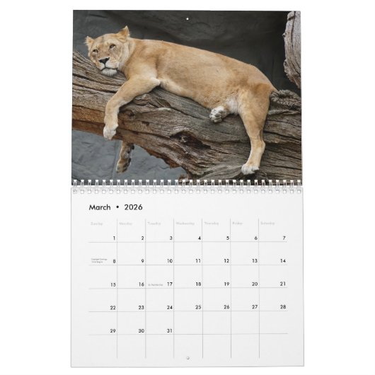 2026 Wild Lions Kalender (Mar 2026)