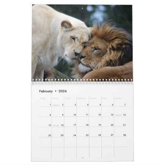 2026 Wild Lions Kalender (Feb 2026)