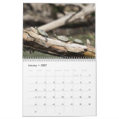 2027 Adirondack geschilderde schildpadden | Wilde  Kalender (Jan 2027)
