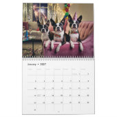 2027 Boston Terrier hondenkalender Kalender (Jan 2027)