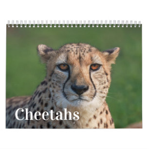 2027 Forever Cheetah-foto Kalender