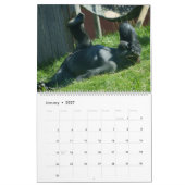 2027 Gorilla Kalender (Jan 2027)