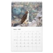 2027 Hudson Valley Rode Staartbuizerds | Wilde lev Kalender (Mar 2027)