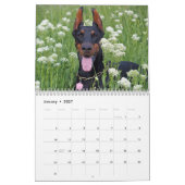 2027 Mooie Dobermanns Kalender (Jan 2027)