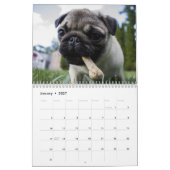 2027 Precious Pugs Kalender (Jan 2027)