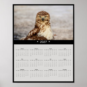 2027 Roodstaartbuizerd Muurkalender - Grote Ogen Poster
