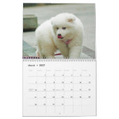 2027 Samoyed hond Kalender (Mar 2027)