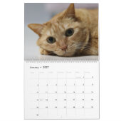 2027 Schattige Oranje Tabby Katten Kittens Kalender (Jan 2027)
