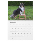 2027 Shetland Sheepdog Kalender (Jan 2027)